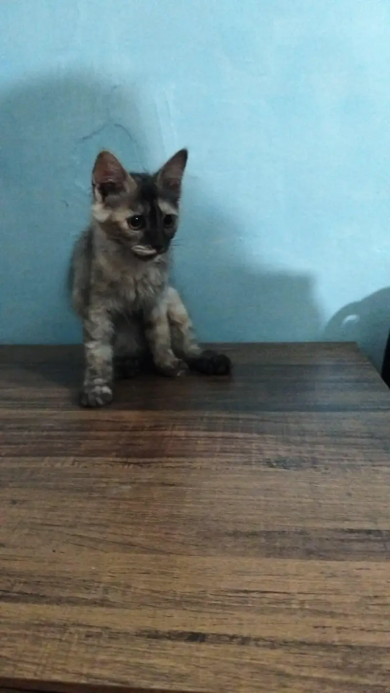 cute my cat 4sale — photo 3