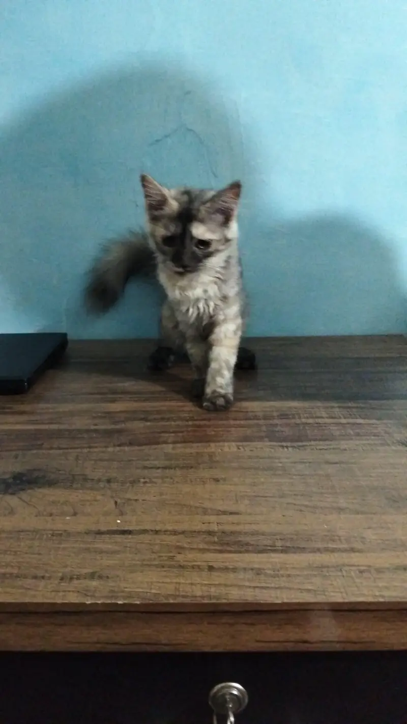 cute my cat 4sale — photo 4