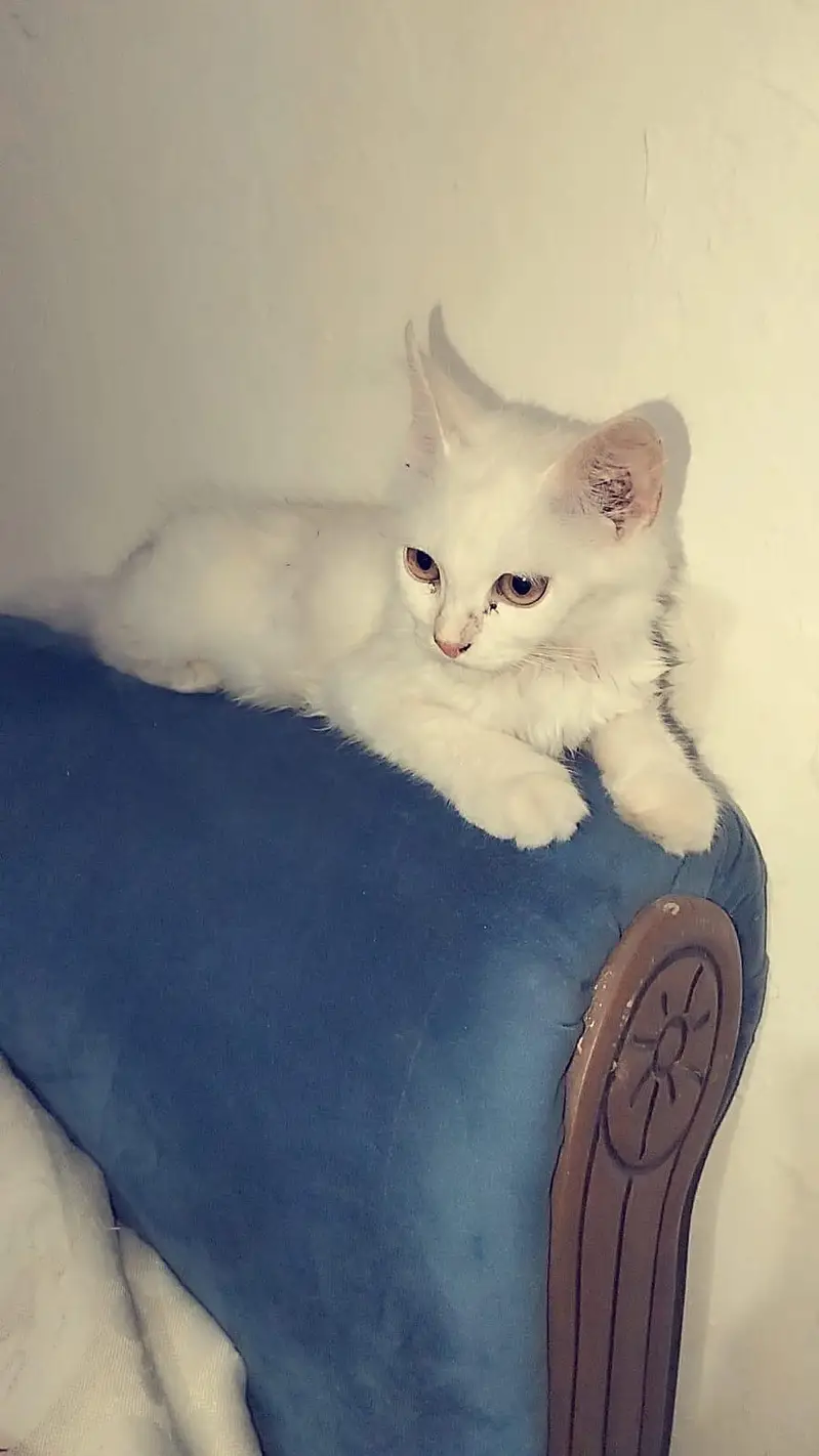 cute my cat 4sale — photo 5