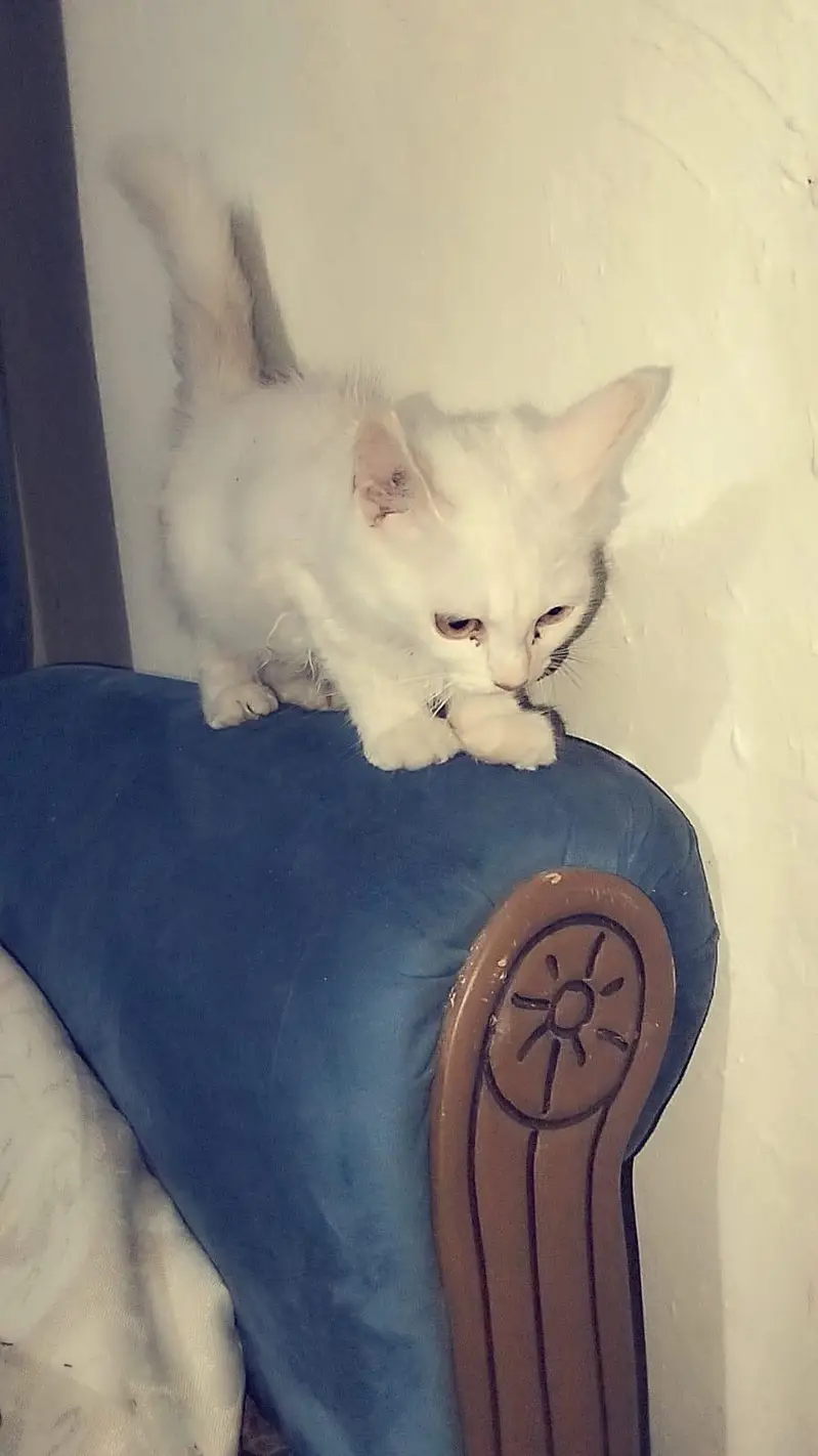 cute my cat 4sale — photo 6