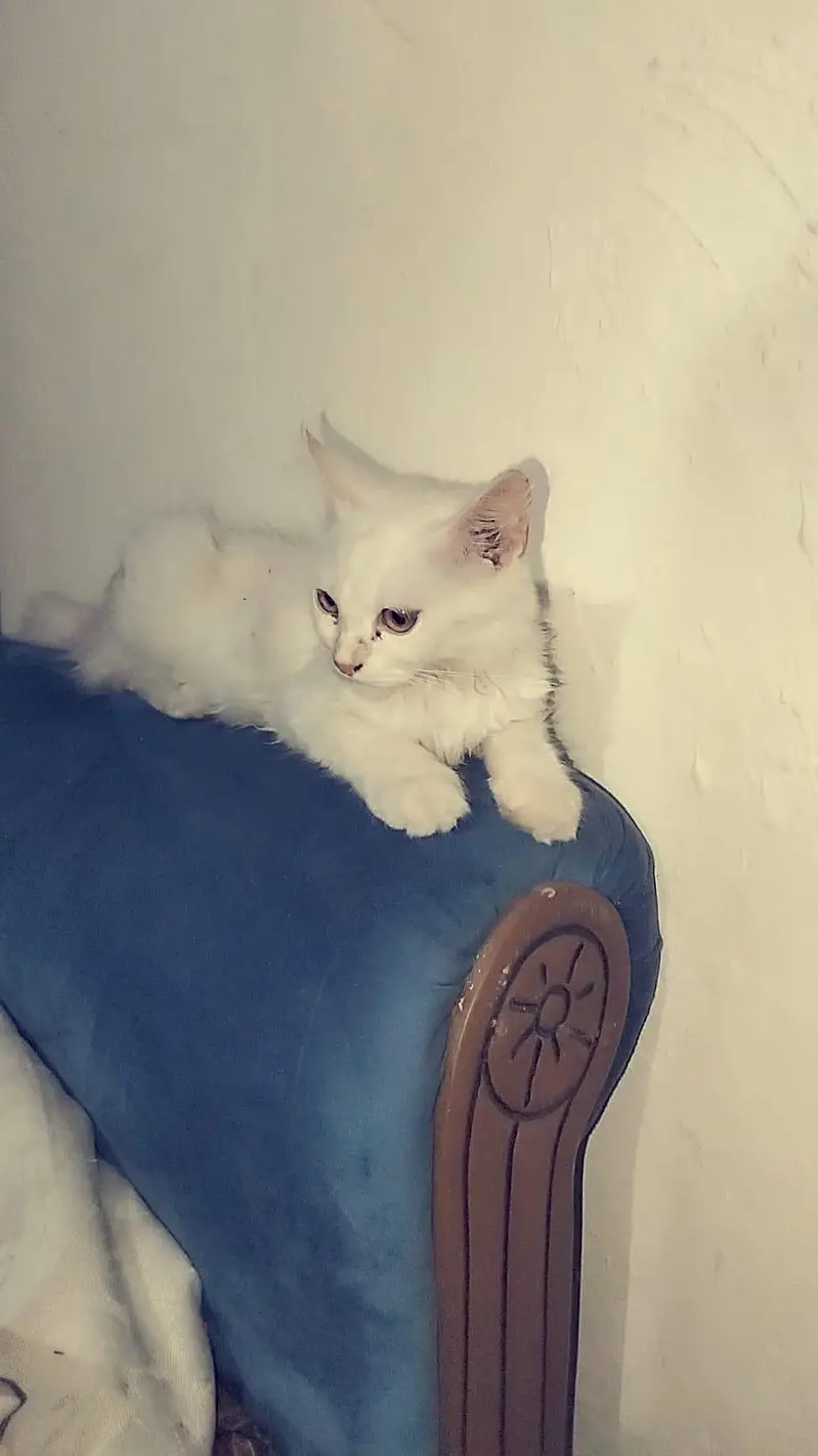 cute my cat 4sale — photo 7