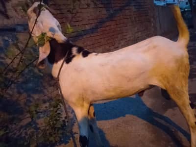 Bakra fresh 2 dant