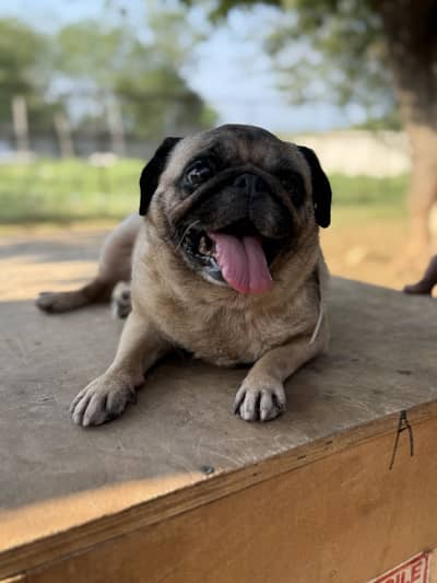 Pedigree Pug Female