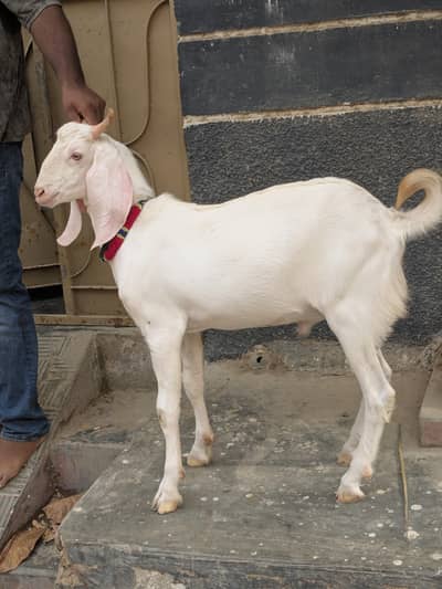 Nukhra Bakra