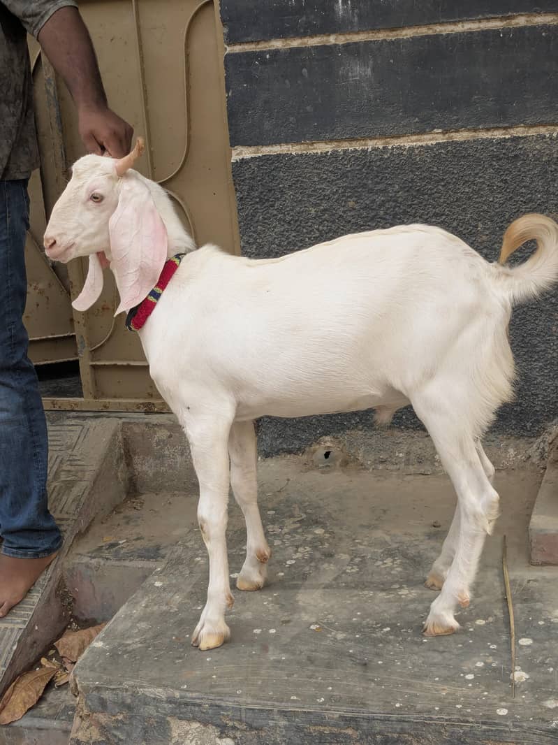 Nukhra Bakra 0