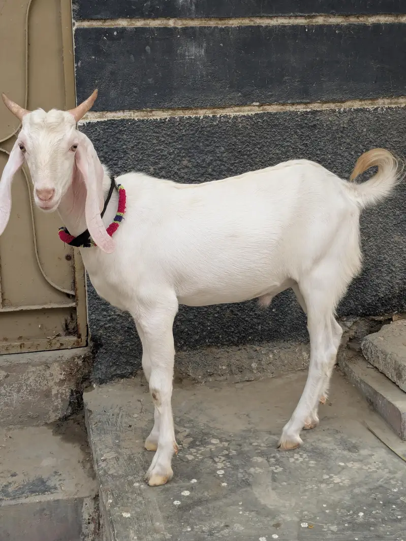 Nukhra Bakra — photo 2