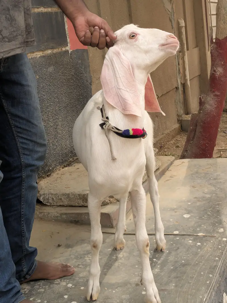 Nukhra Bakra — photo 3