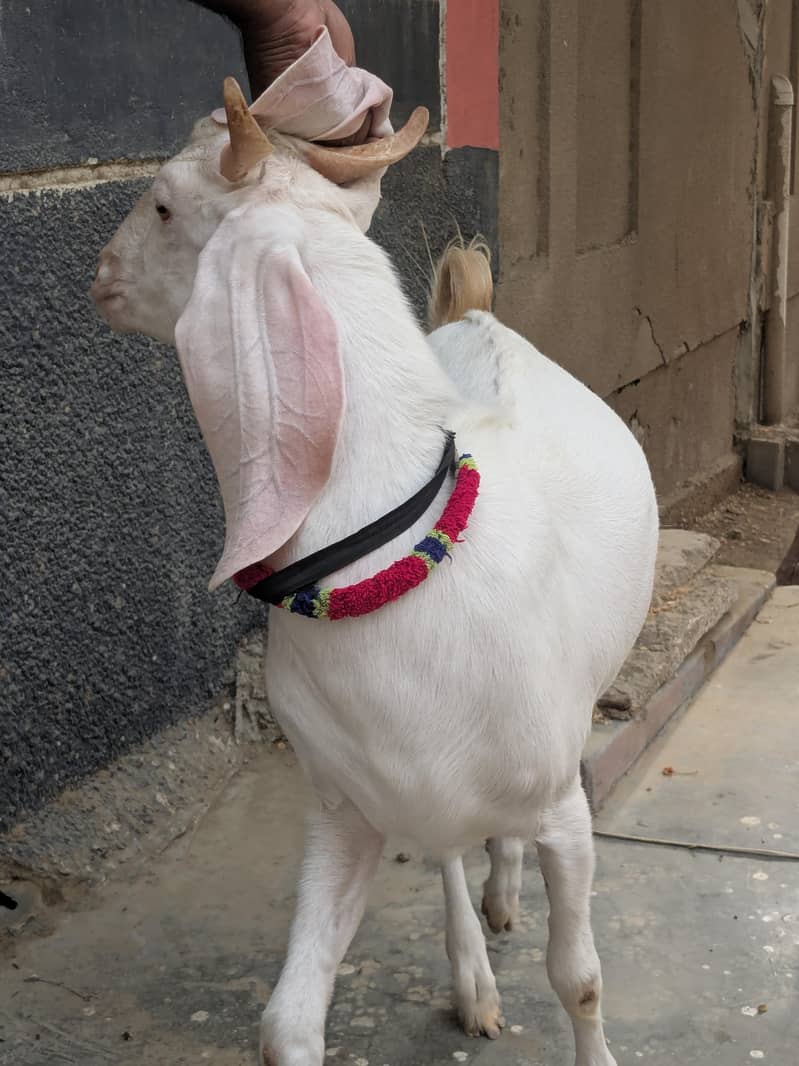 Nukhra Bakra 4