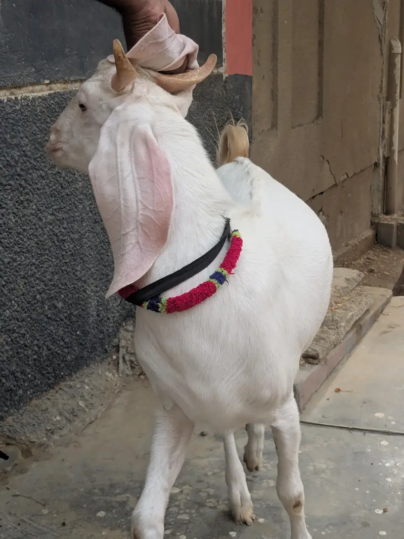 Nukhra Bakra — photo 5