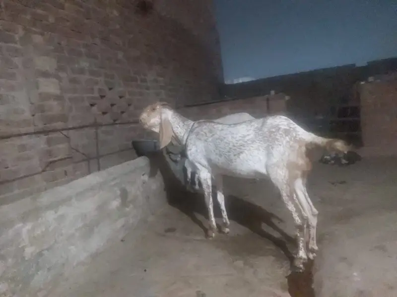 makhichene bakri — photo 3