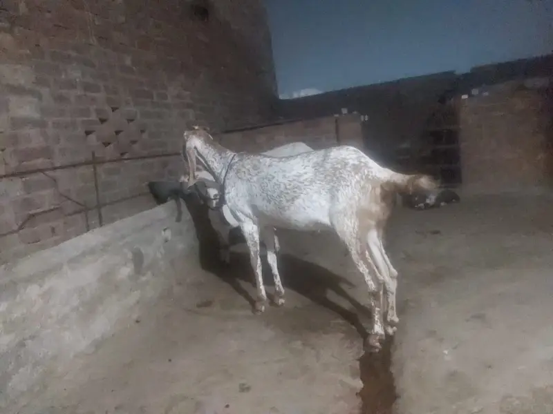 makhichene bakri — photo 4