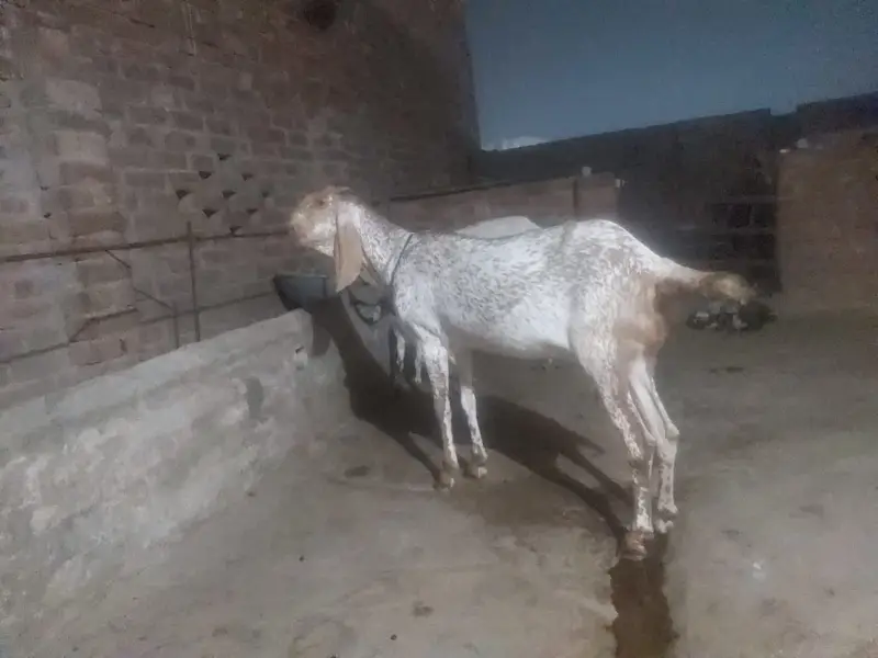 makhichene bakri — photo 5