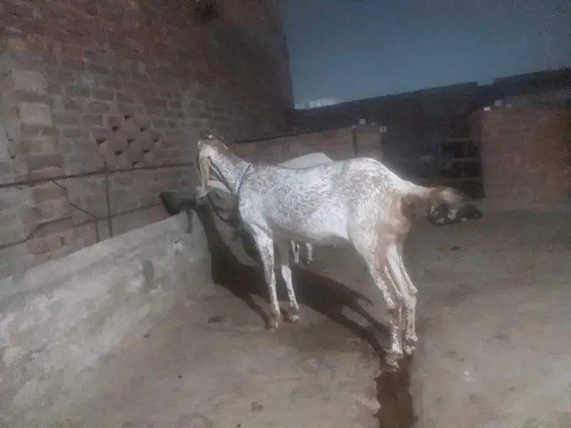 makhichene bakri — photo 6