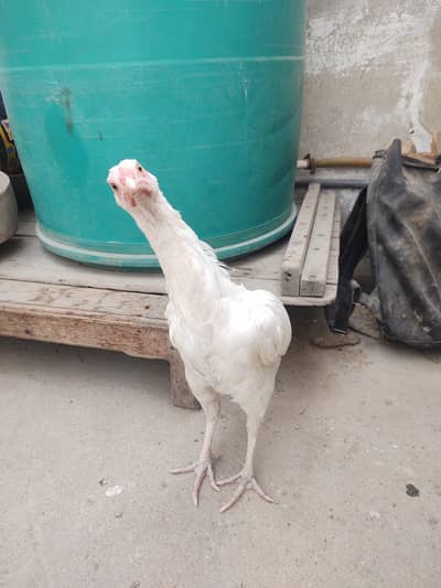 Pure White Heera aseel