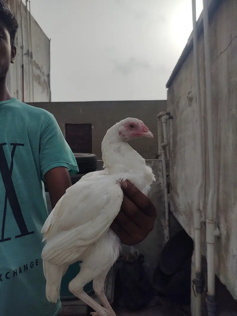 Pure White Heera aseel — photo 2