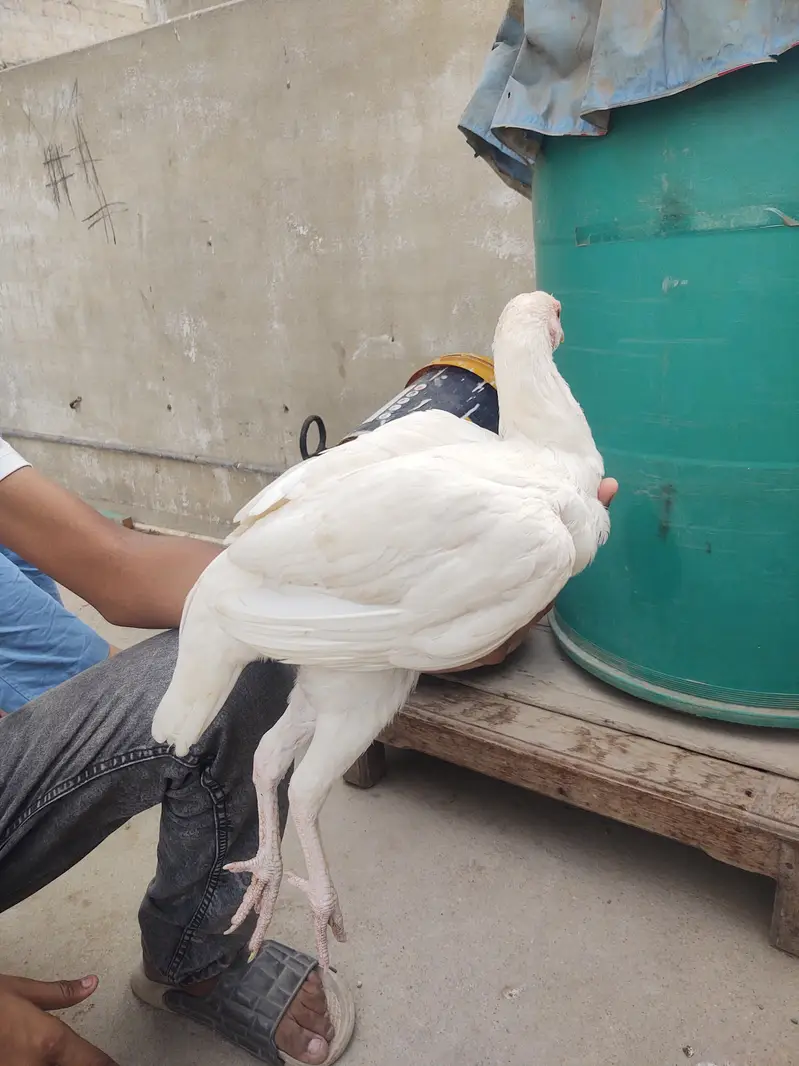 Pure White Heera aseel — photo 4