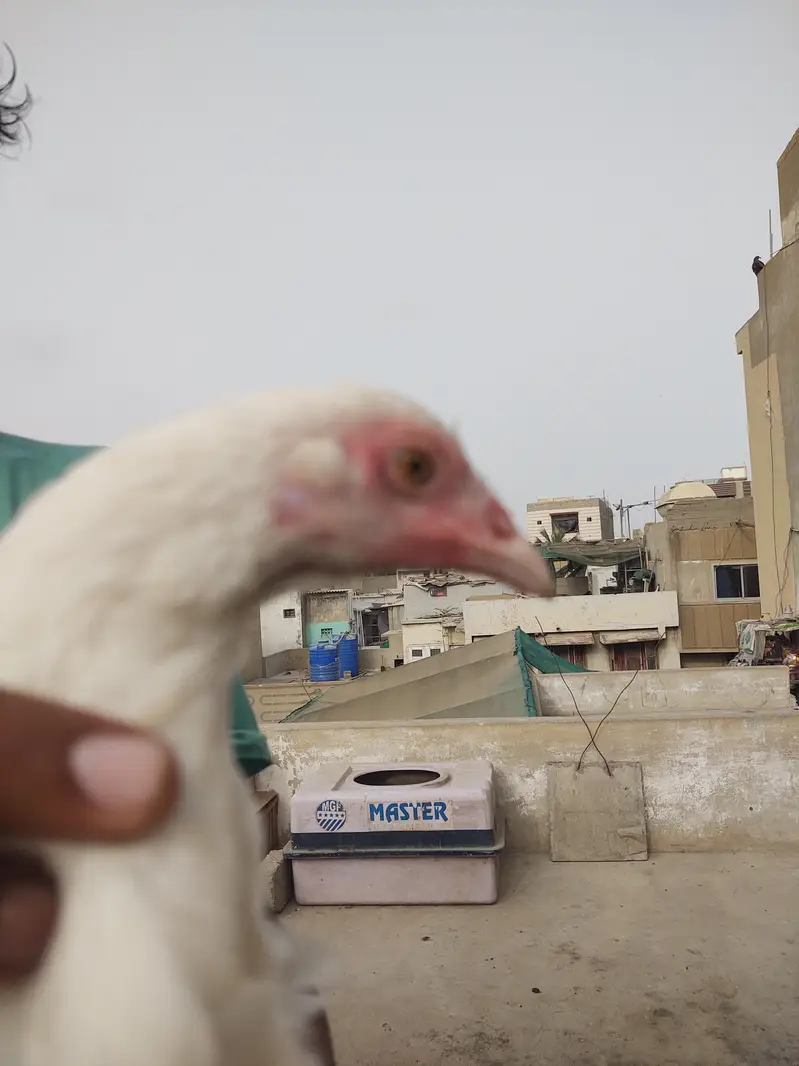 Pure White Heera aseel — photo 5