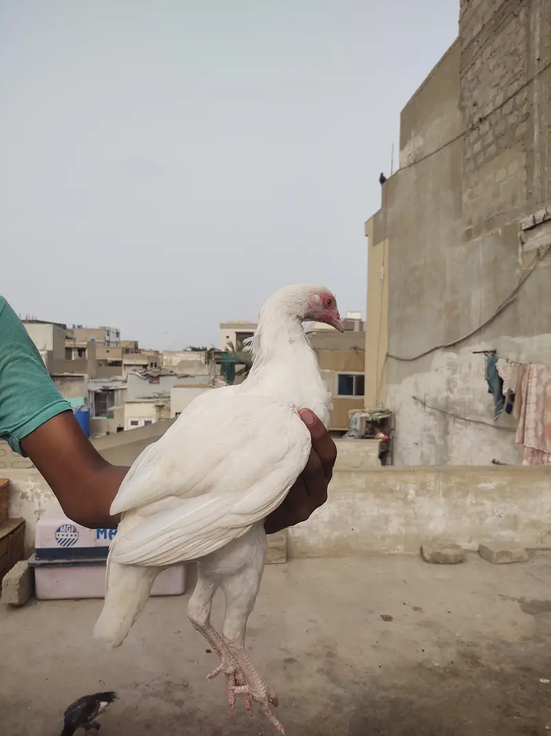 Pure White Heera aseel — photo 6
