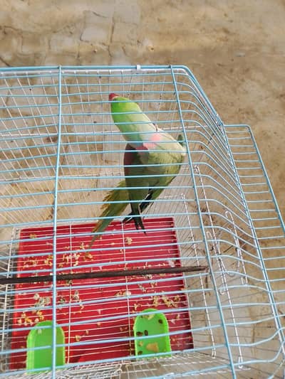 raw parrot male hand Tame