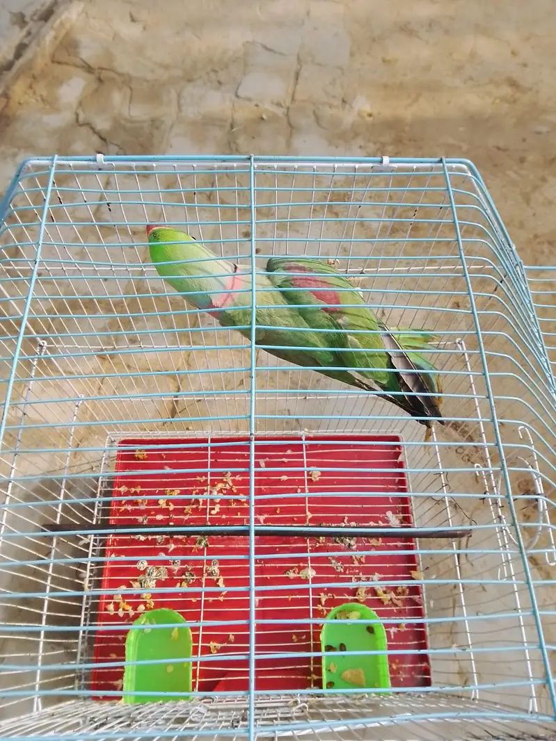 raw parrot male hand Tame — photo 2