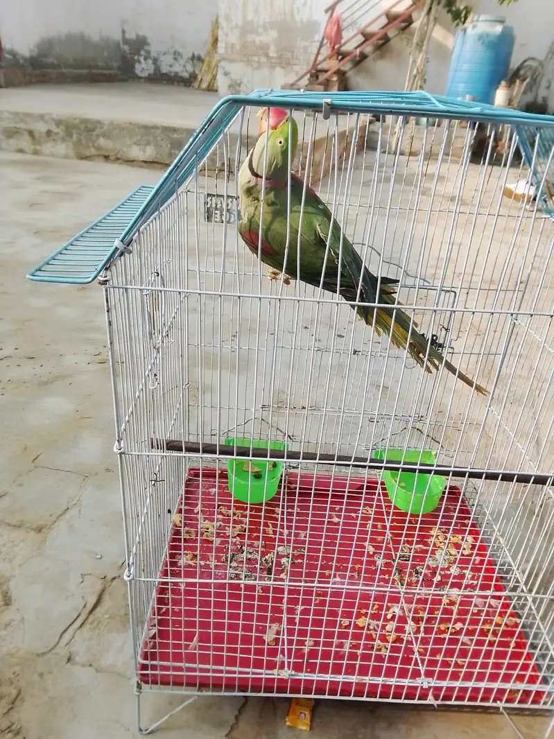 raw parrot male hand Tame — photo 3