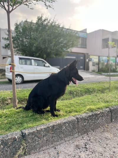 Black german shepherd for sale , pink pedigree with microchipped