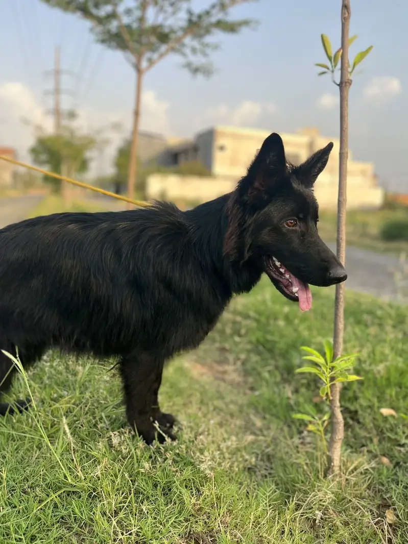 Black german shepherd for sale , pink pedigree with microchipped — photo 2