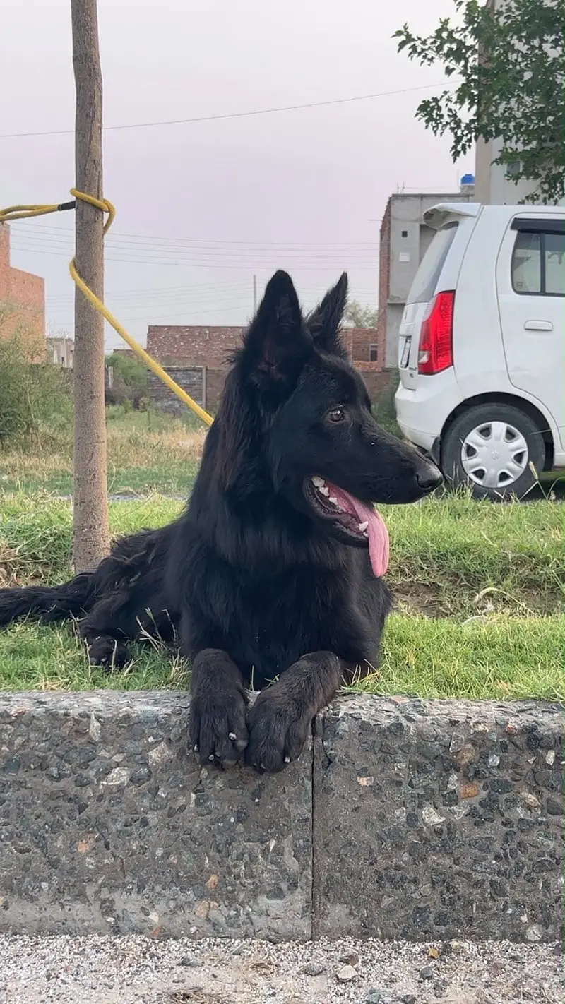 Black german shepherd for sale , pink pedigree with microchipped — photo 3