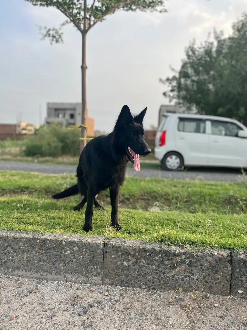 Black german shepherd for sale , pink pedigree with microchipped — photo 5