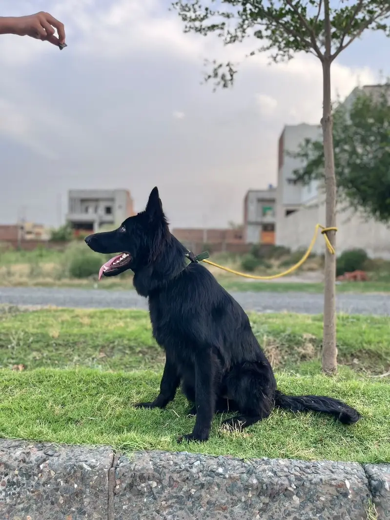 Black german shepherd for sale , pink pedigree with microchipped — photo 6