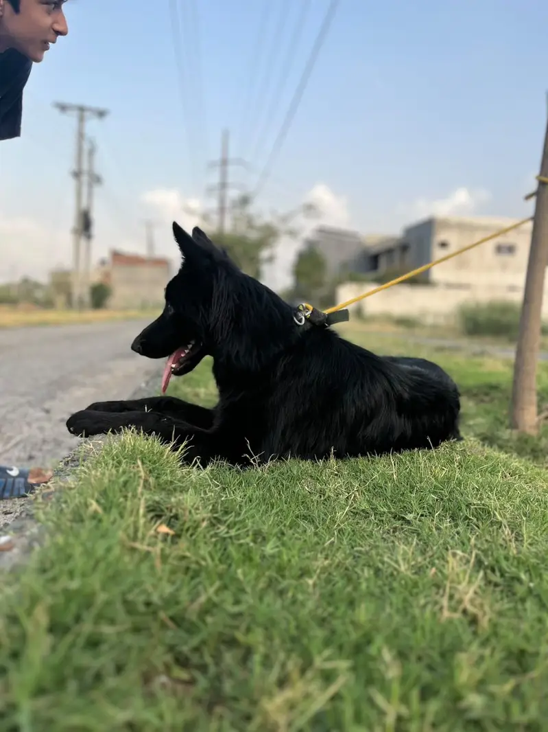 Black german shepherd for sale , pink pedigree with microchipped — photo 7