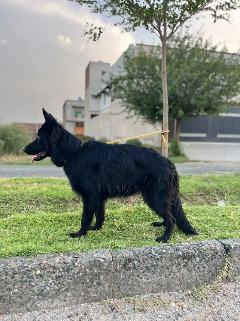 Black german shepherd for sale , pink pedigree with microchipped — photo 8