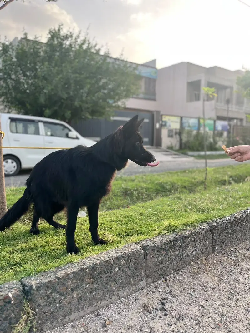 Black german shepherd for sale , pink pedigree with microchipped — photo 9