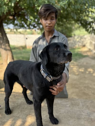 Labrador Female non ped