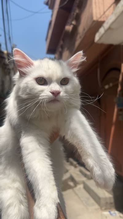 Simba