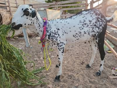 Bakra for sale