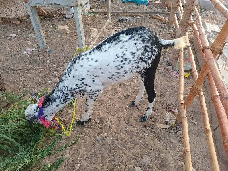 Bakra for sale — photo 2