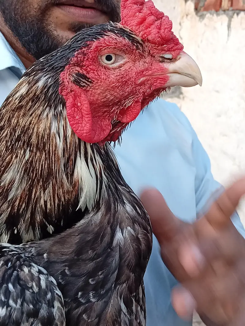 high quality mianwali aseel 03175087917 — photo 2