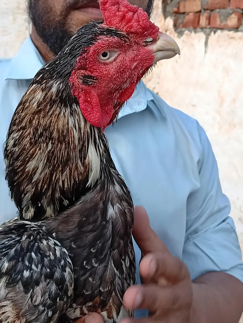 high quality mianwali aseel 03175087917 — photo 3