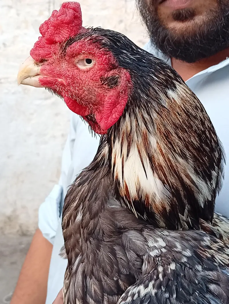 high quality mianwali aseel 03175087917 — photo 4