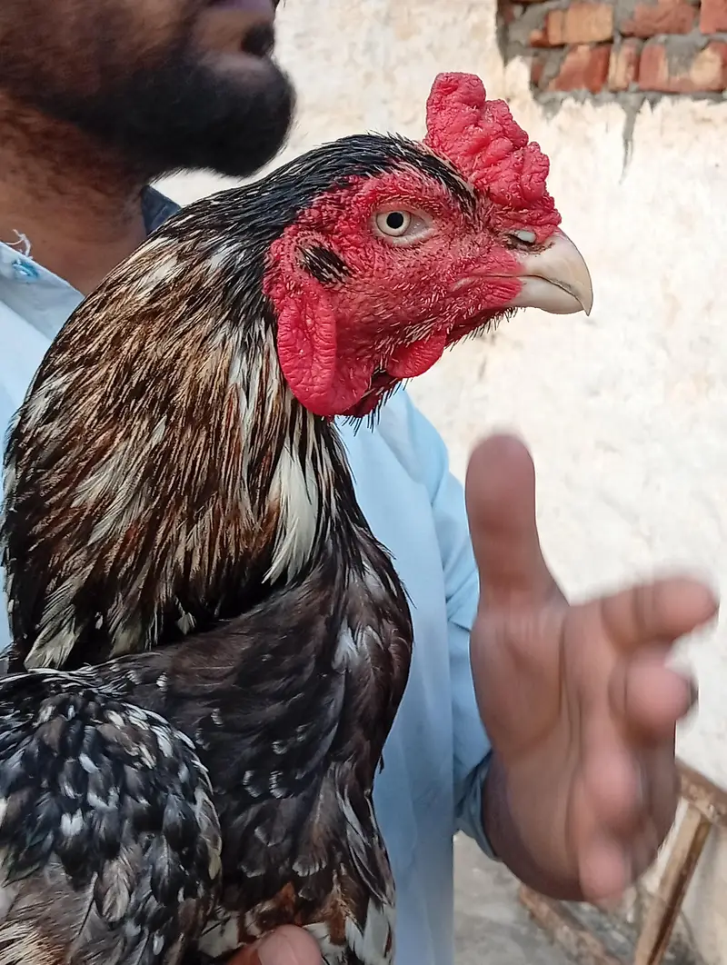 high quality mianwali aseel 03175087917 — photo 5