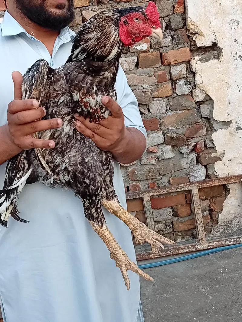 high quality mianwali aseel 03175087917 — photo 7