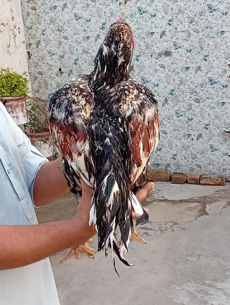 high quality mianwali aseel 03175087917 — photo 9