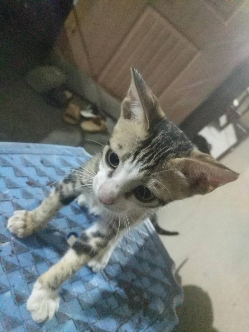 Kitty 0