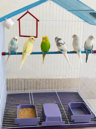 budgie