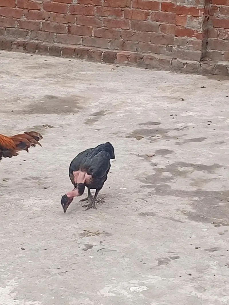 aseel female — photo 2