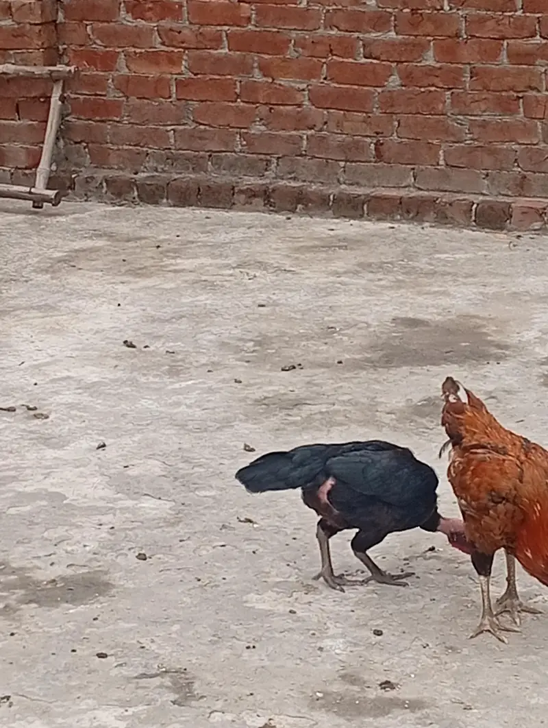 aseel female — photo 3