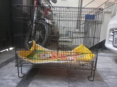 Parrot  cage
