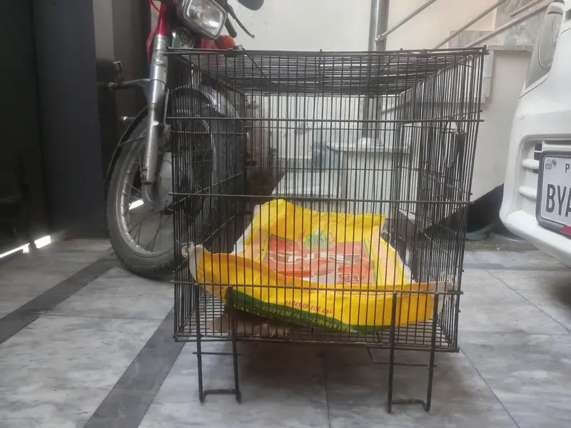 Parrot  cage — photo 2