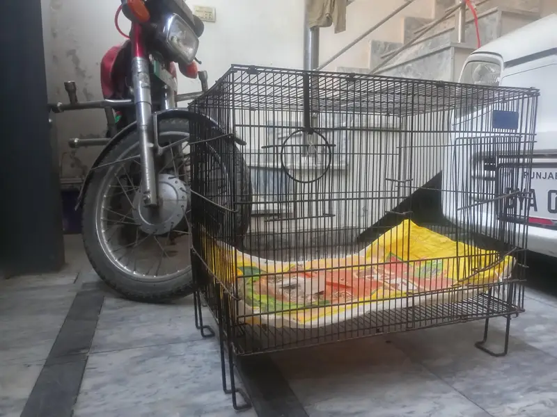 Parrot  cage — photo 3